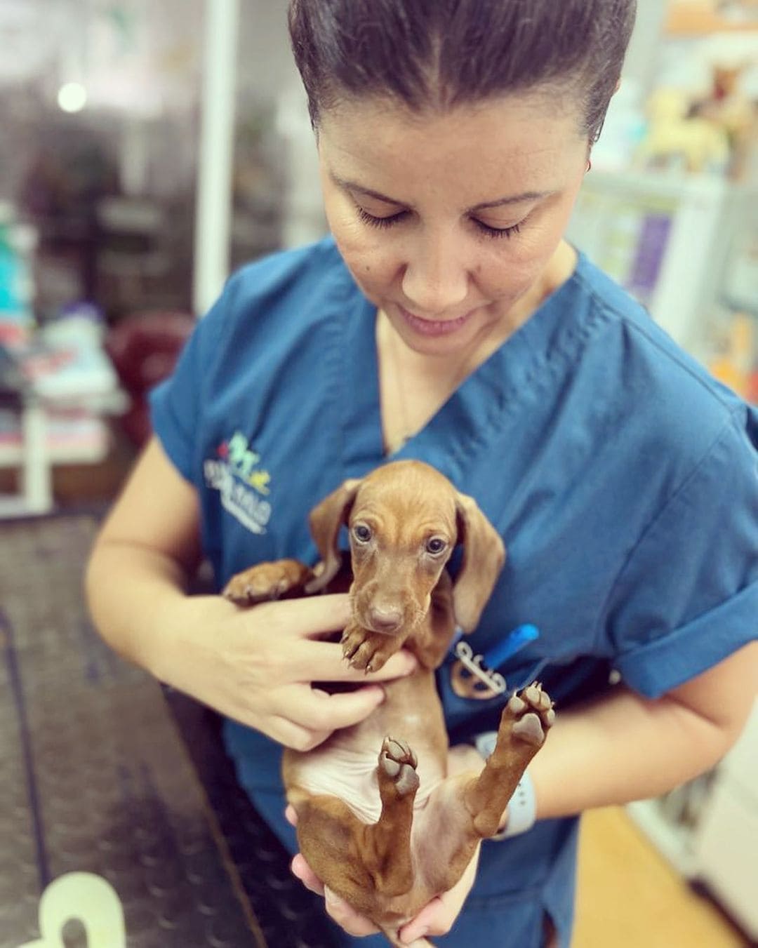 Perros en clínica veterinaria