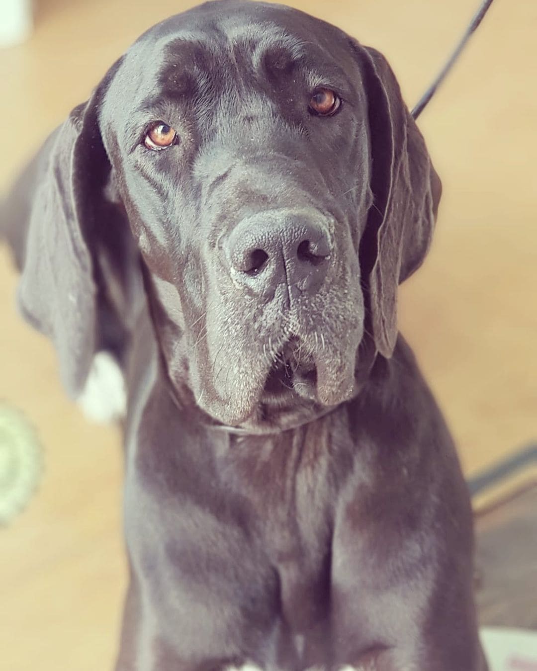 Perros en clínica veterinaria