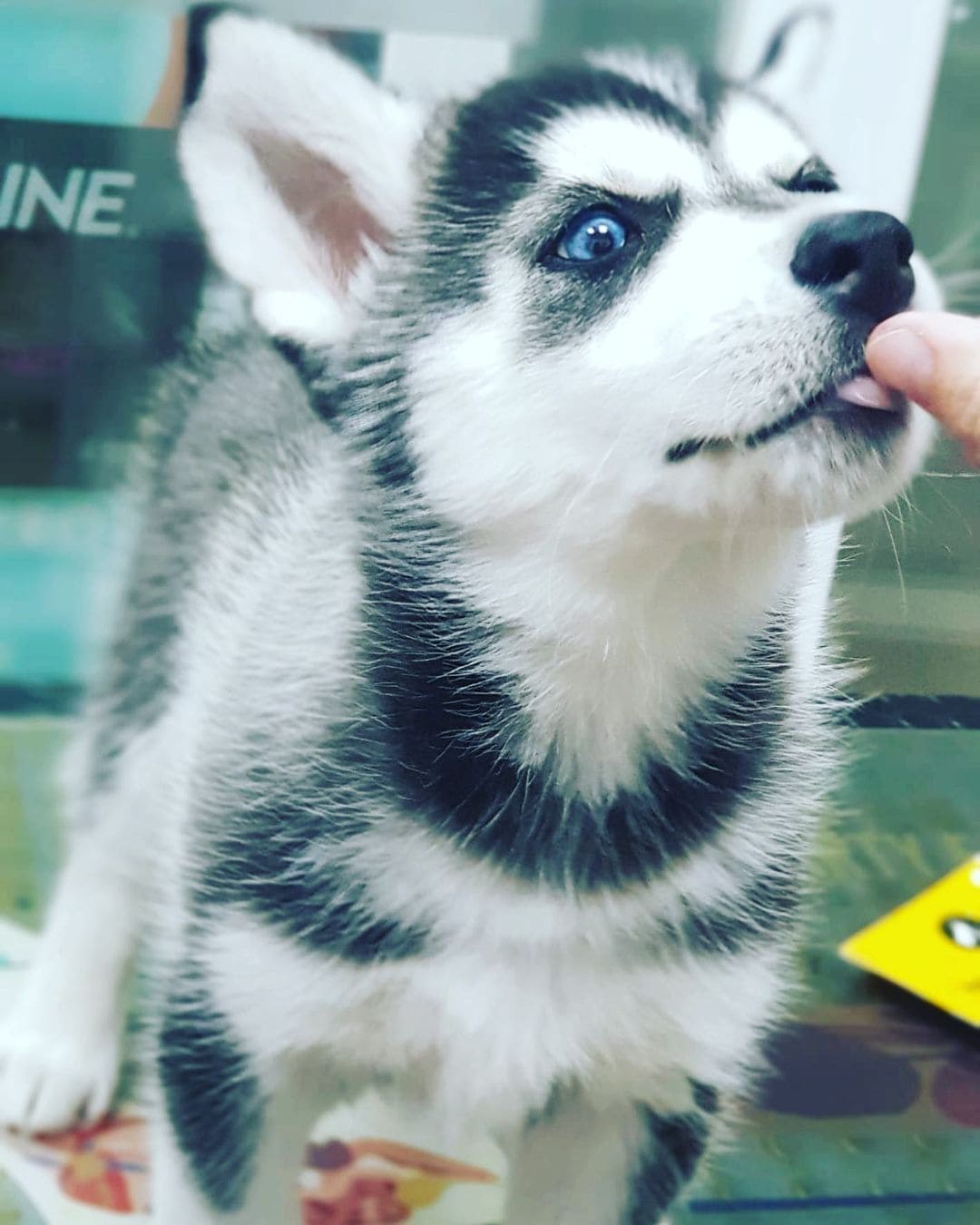 Veterinario de perros