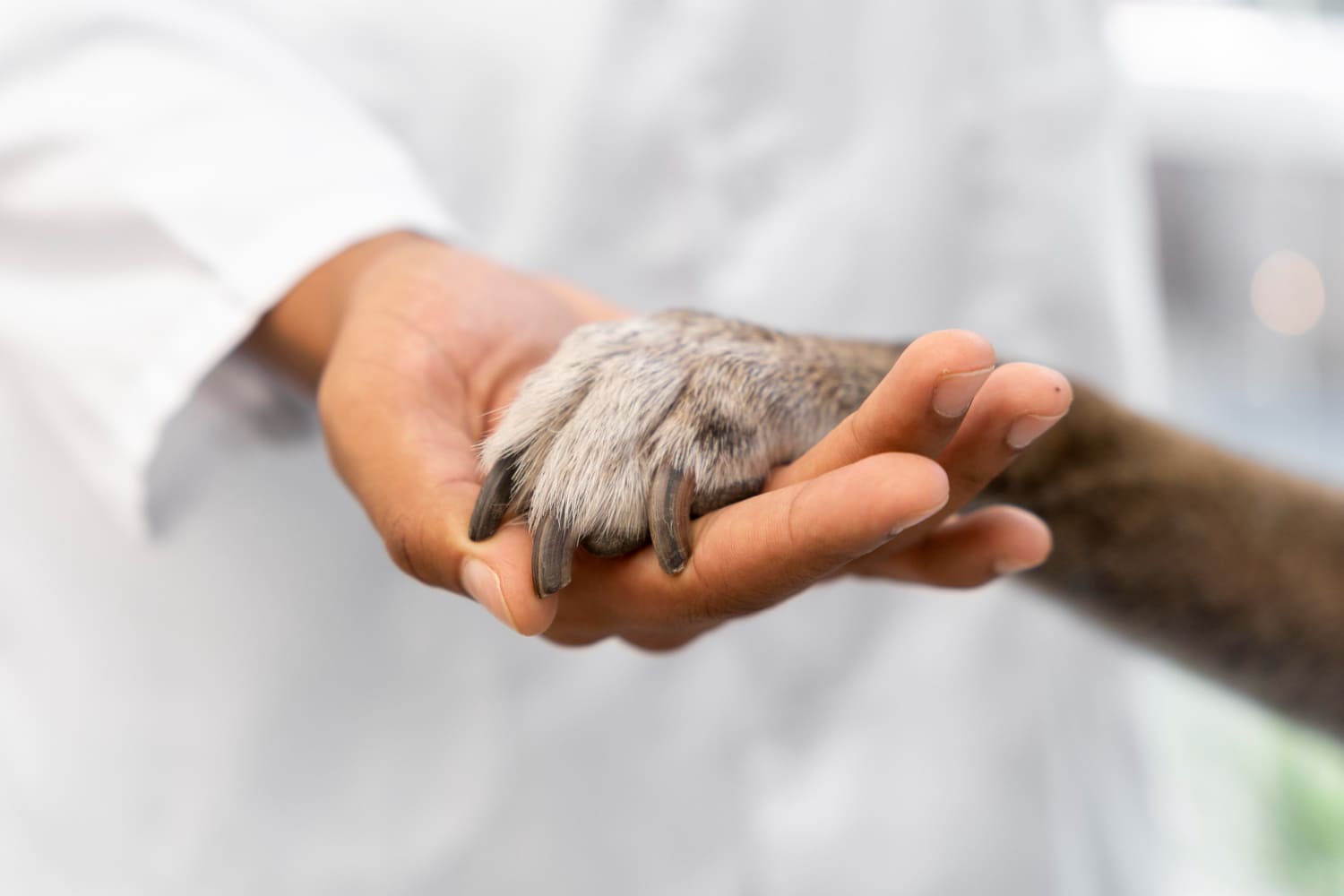 Clínica veterinaria en Almonte
